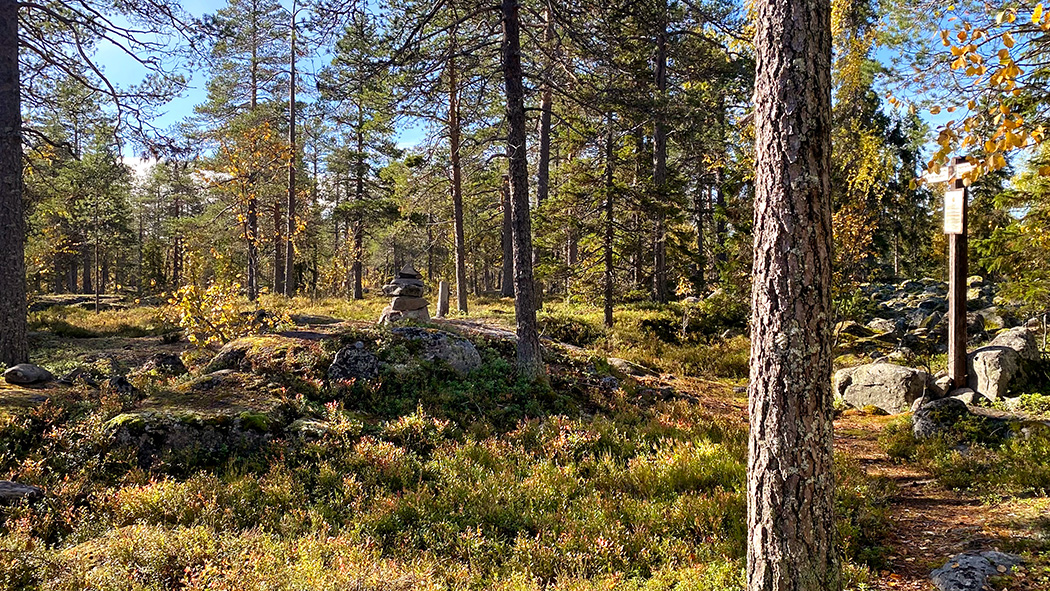 perävaara Perävaaras platta topp med gles skog.