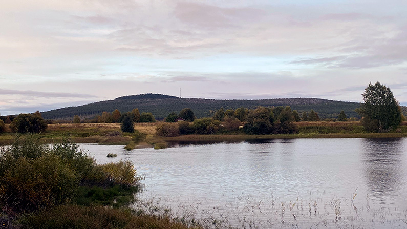 Kalottberget Aavasaksas silhuett där man ser kalotten av tät skog på toppen tydligt.